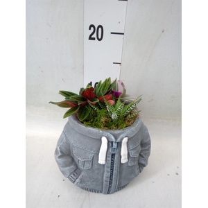 Arr.   Kamerplant Groen L%