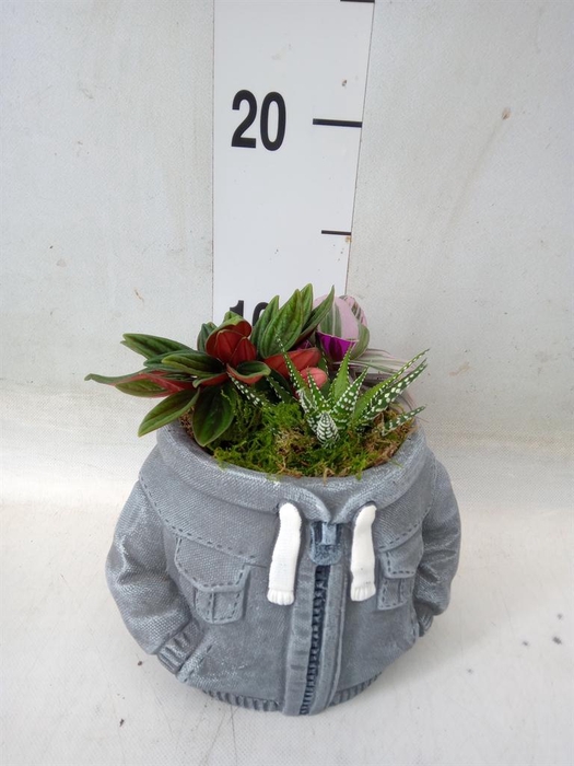 <h4>Arr. Kamerplant Groen L%</h4>