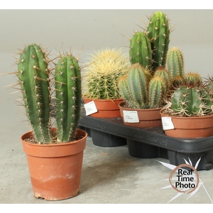 CACTUS OV