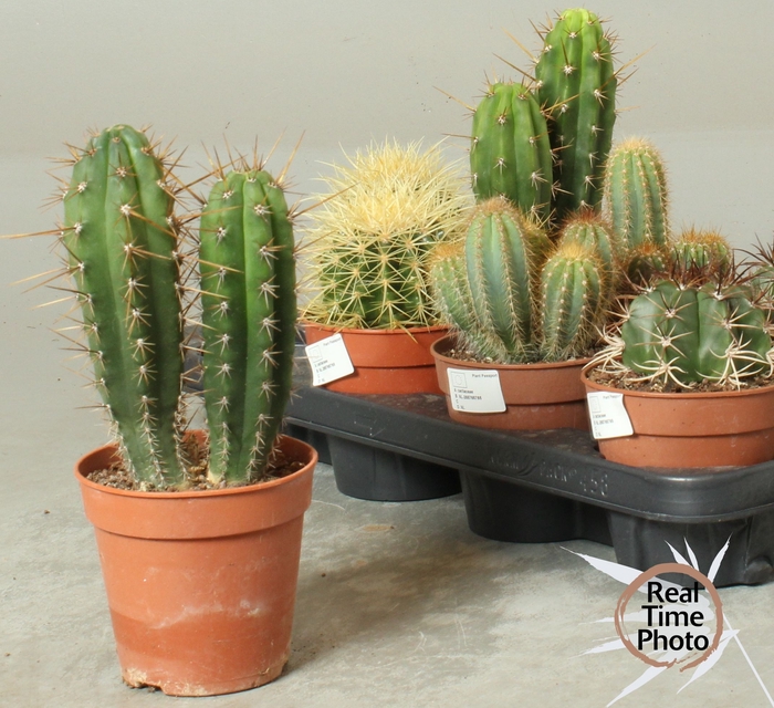 <h4>CACTUS OV</h4>