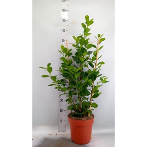 Ficus microcarpa 'Moclame'
