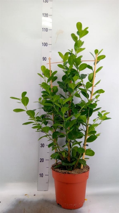<h4>Ficus microcarpa 'Moclame'</h4>