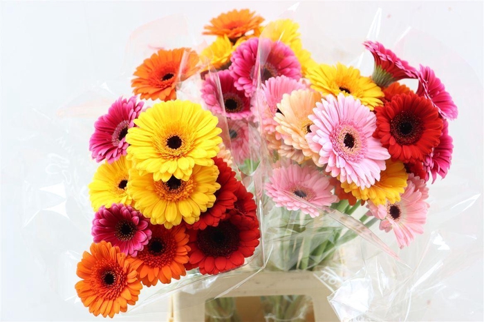 <h4>Ge Mi Happy Mix Xxl</h4>