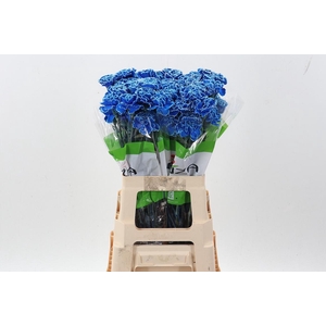 Di St Tinted Blue Monday
