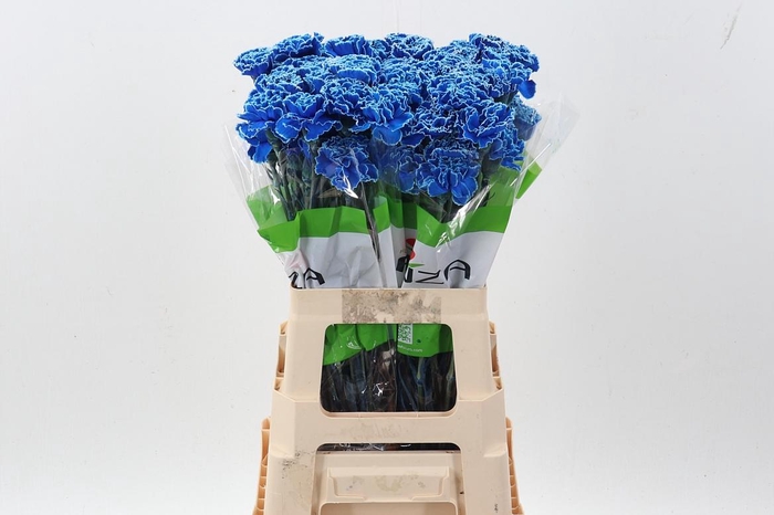 <h4>Di St Tinted Blue Monday</h4>