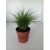 Stipa Tenuifolia Ponytails12