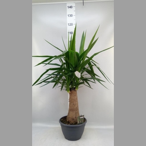 Yucca elephantipes   ...