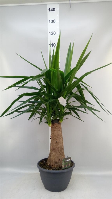 <h4>Yucca elephantipes   ...</h4>
