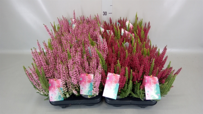 <h4>Calluna vulg. 'Beauty S Mintberry'</h4>