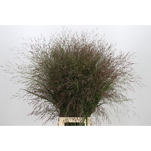 Panicum Warrior