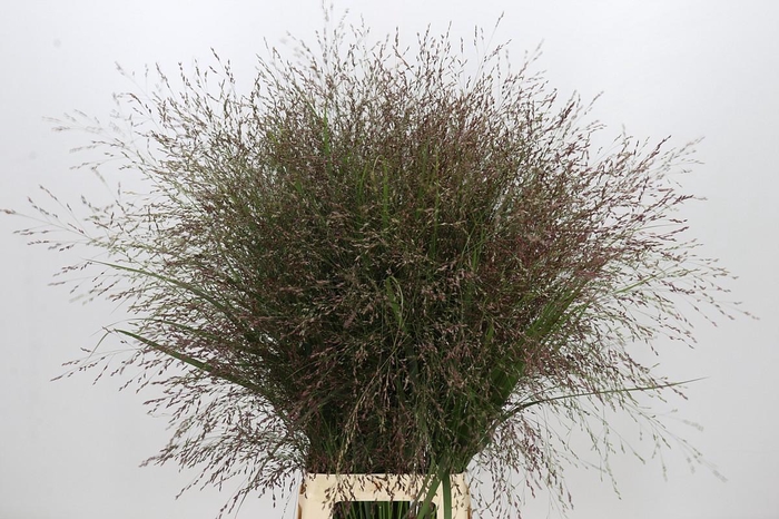 <h4>Panicum Warrior</h4>