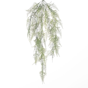 AF Hang Bush Asparagus x5 L78c