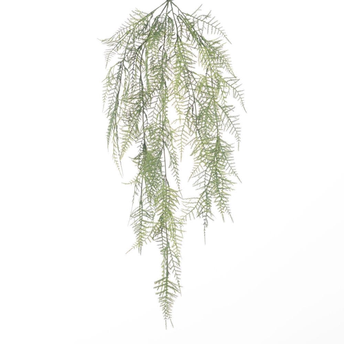 <h4>AF Hang Bush Asparagus x5 L78c</h4>