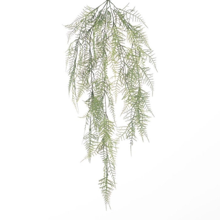 <h4>AF Hang Bush Asparagus x5 L78c</h4>