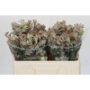 Anigozanthos Cape Gray Moss