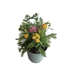 Achillea Millefolium Desert Eve Red