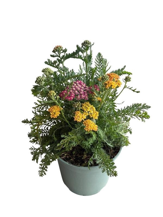 Achillea Millefolium Desert Eve Red