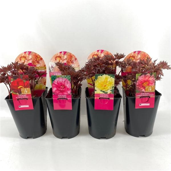 Paeonia (Itoh Grp) mélangé