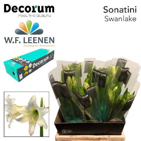 <h4>Sonatini Swan Lake BOX !!!</h4>