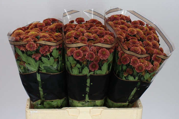 <h4>Sant Doria Cherry</h4>