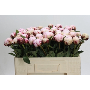 Paeonia Lact. Reine Hortense