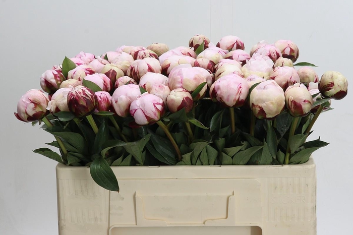 <h4>Paeonia Lact. Reine Hortense</h4>