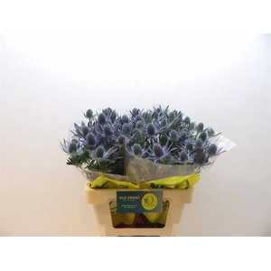 ERYN MAG BLUE LAGOON - 60 cm