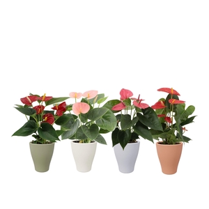 Anthurium 4 color mix in Carly autumn ceramics