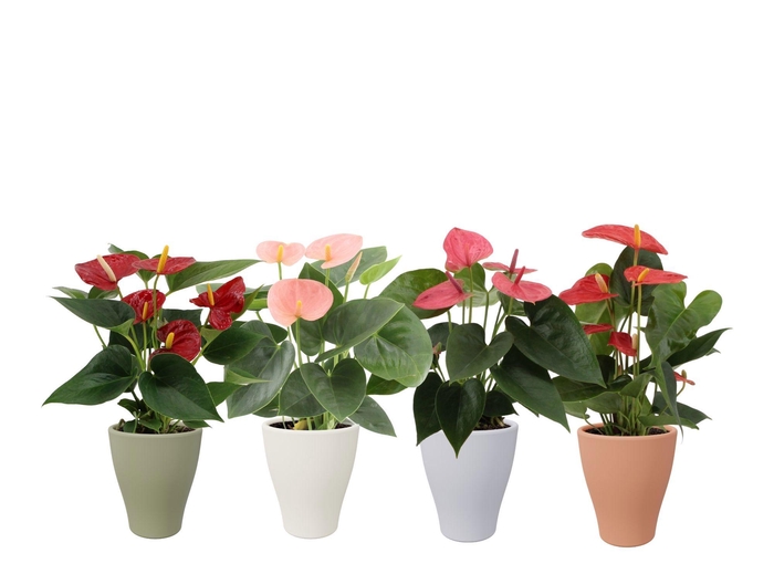 <h4>Anthurium 4 color mix in Carly autumn ceramics</h4>