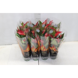 ANTHURIUM BANDEROLA ROJA P09