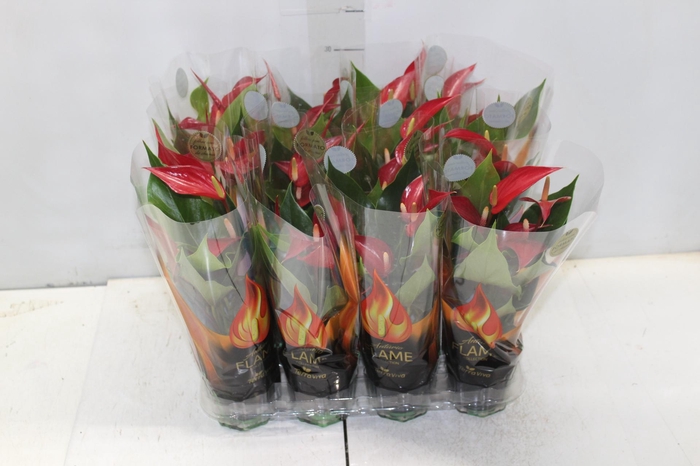 <h4>ANTHURIUM BANDEROLA ROJA P09</h4>