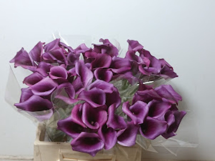 <h4>Calla Durban</h4>