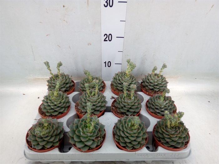 <h4>Echeveria   ...</h4>