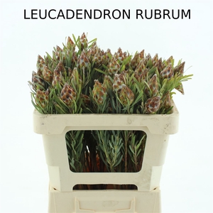 Leucad Plumosum Single