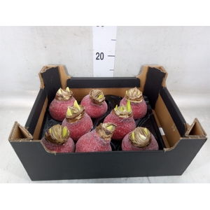 Hippeastrum   ...waxed H%