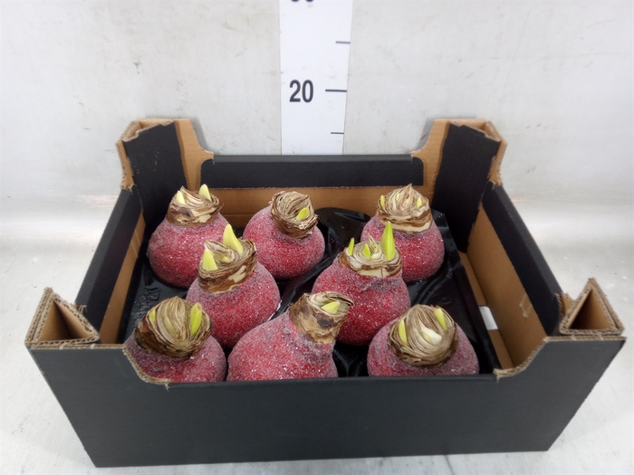 <h4>Hippeastrum   ...waxed H%</h4>