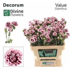 DI TR FIORINO VALUE