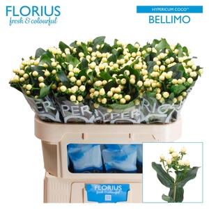 HYP COCO BELLIMO
