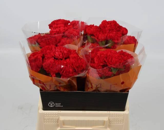 <h4>DI ST DON PEDRO</h4>