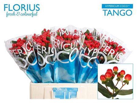 <h4>Hyp Coco Tango 60cm</h4>