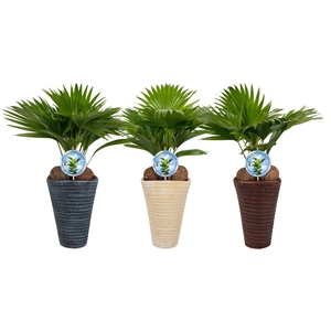 Livistona rotundifolia11 s Aspd Mix pot