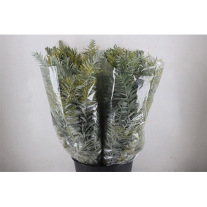 Mimosa Luna D'argento P Bunch
