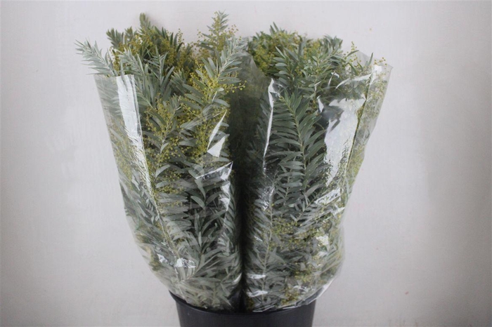 <h4>Mimosa Luna D'argento P Bunch</h4>