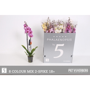 PHAL GEM 8 KL