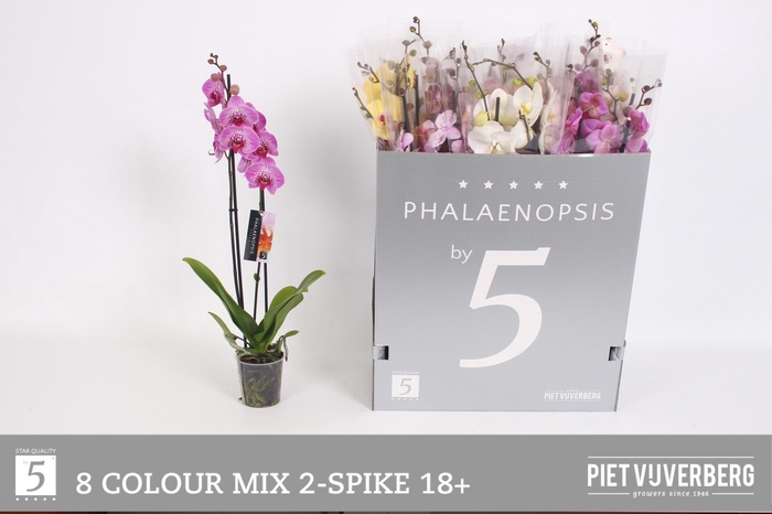 <h4>PHAL GEM 8 KL</h4>