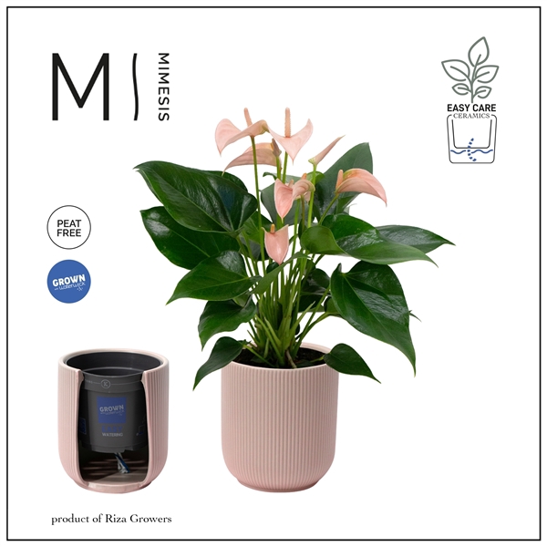 <h4>Mimesis Anthurium KARMA Joli Peach - Atlanta Peach</h4>