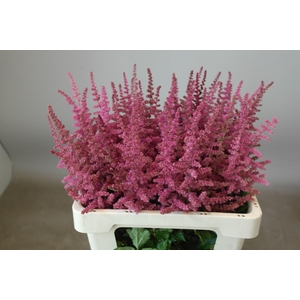Astilbe Loud And Proud