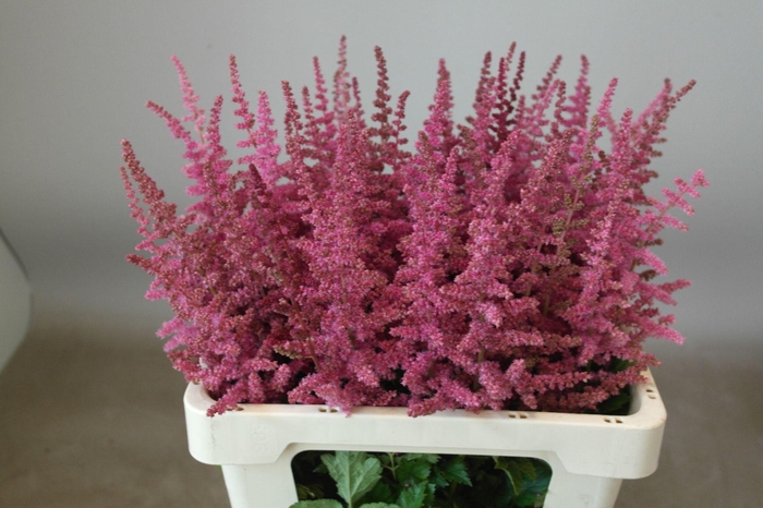 <h4>Astilbe Loud And Proud</h4>