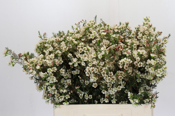 <h4>Chamelaucium Gil</h4>