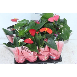 ANTHURIUM VARIADO P06
